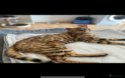 Bengal cats for stud: Bengal Stud Available🌟Hurry before spayed!🤍 in Ilford - Image 4