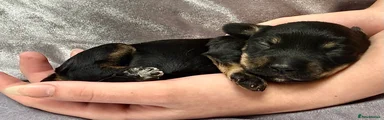 Doxiepoo 3