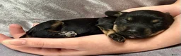 Doxiepoo dogs for sale: Doxiepoo puppies (minature) in Basildon - Advert 2