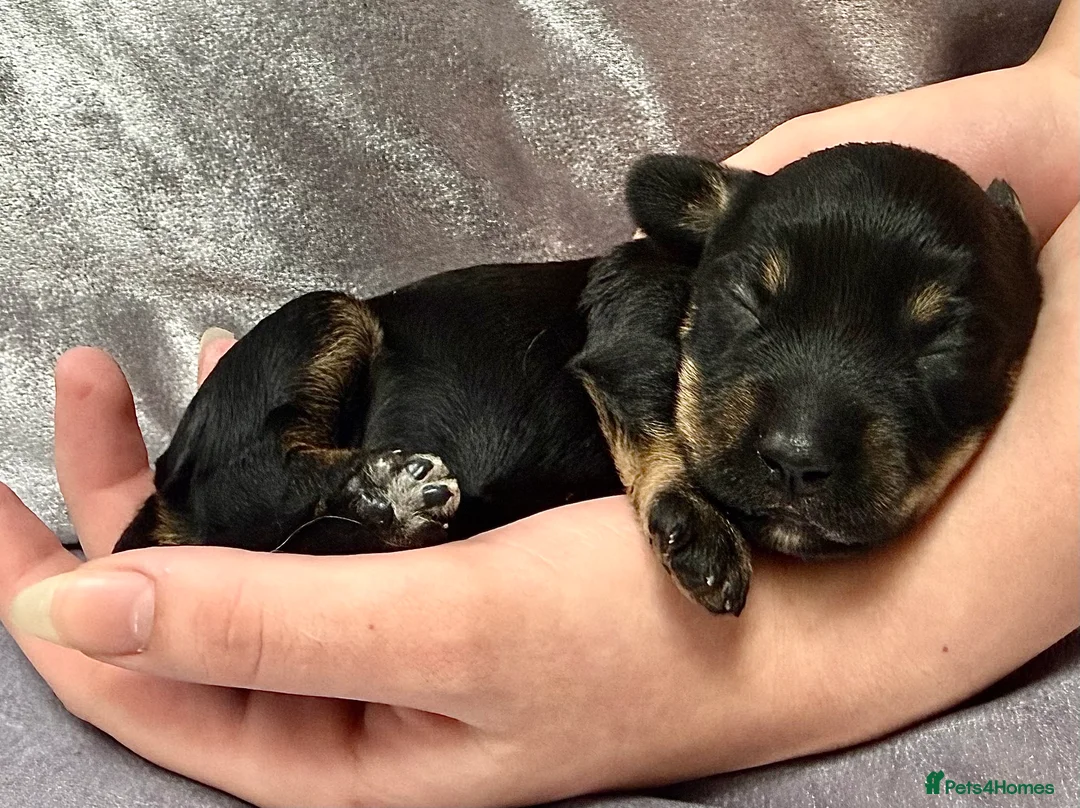 Doxiepoo dogs for sale: Doxiepoo puppies (minature) in Basildon - Advert 2