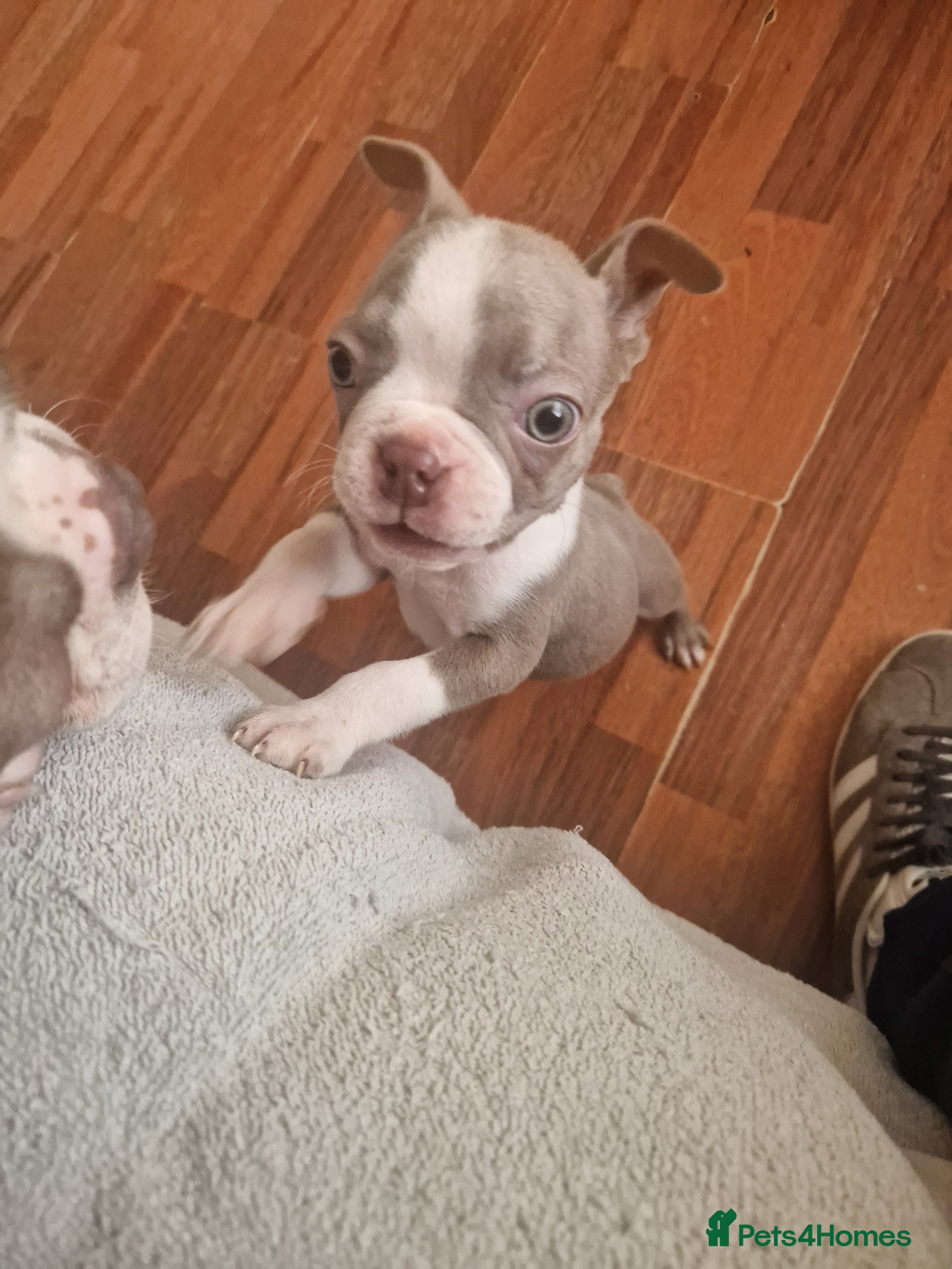 Boston Terrier dogs Stunning KC Champagne boston bitch for sale  - Advert 3