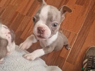 Boston Terrier dogs Stunning KC Champagne boston bitch for sale - Advert 2