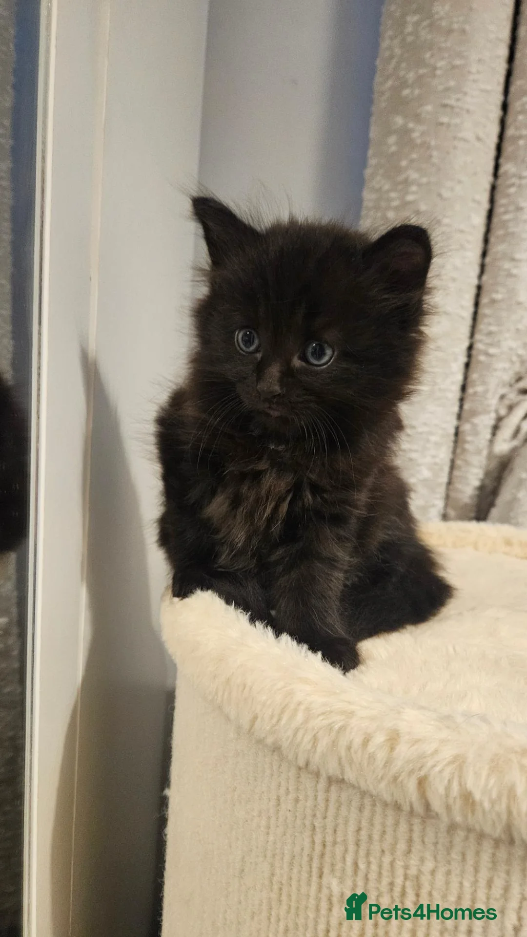 Maine Coon cats for sale: Maine coon X in Weymouth - Advert 2