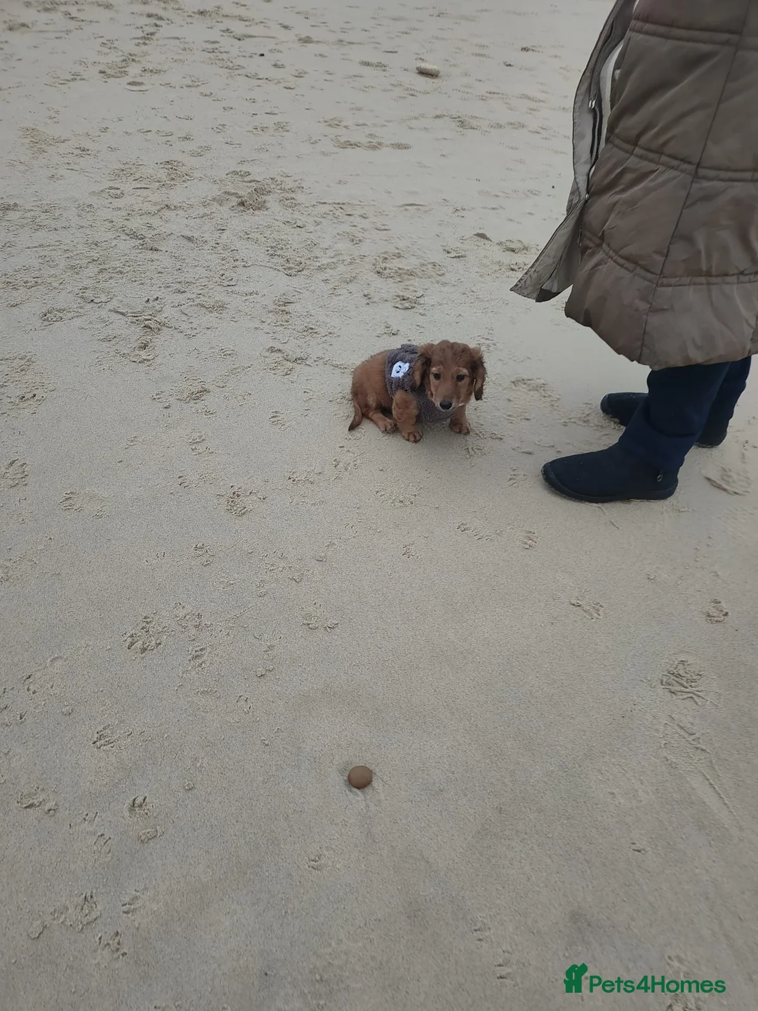 Miniature Dachshund dogs for sale: Miniature long haired daschunds  - Advert 2