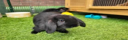 Mini Lop rabbits for sale: Beautiful Mini Lop Mix Rabbits - READY THURSDAY  - Advert 7