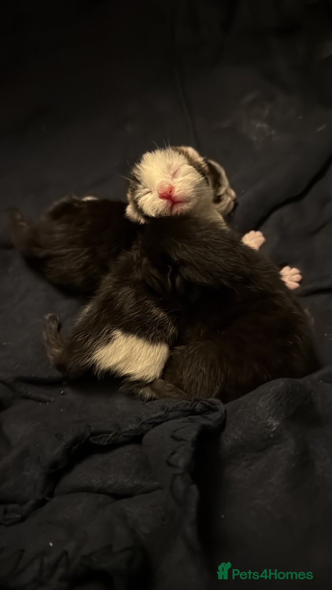 British Shorthair cats for sale: Three adorable kittens ready 10th jan 2026 - Advert 16