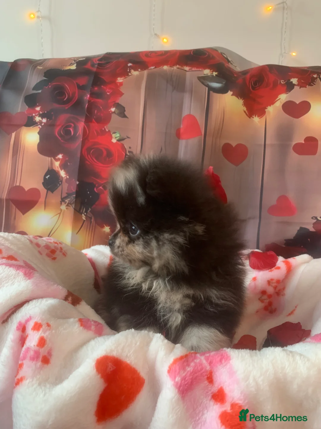 Pomeranian dogs for sale: UNIQUE BEAR FACE POMERANIAN LITTER - Advert 15