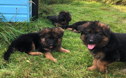 German Shepherd dogs for sale: Beautiful chunky long haired black, tan & red pups - Image 25
