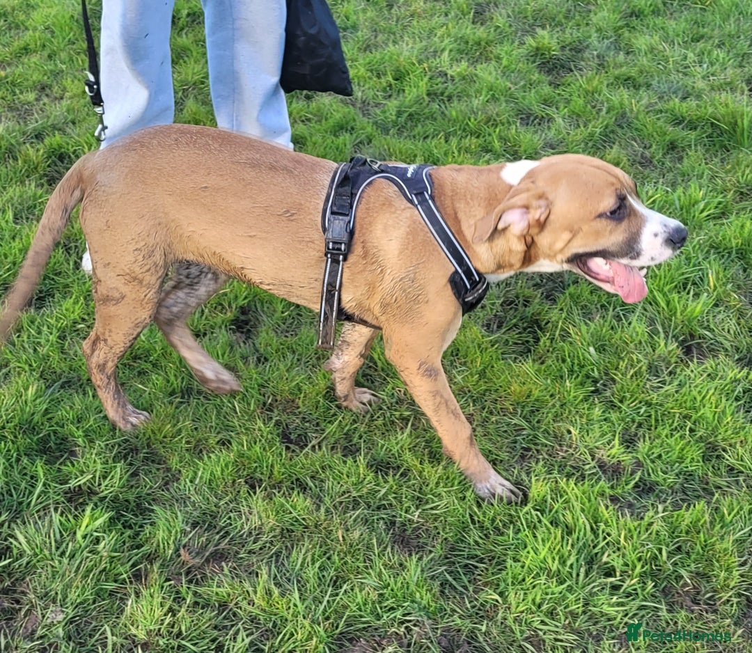 Mixed Breed dogs for sale: Millie to be rehomed - Image 6