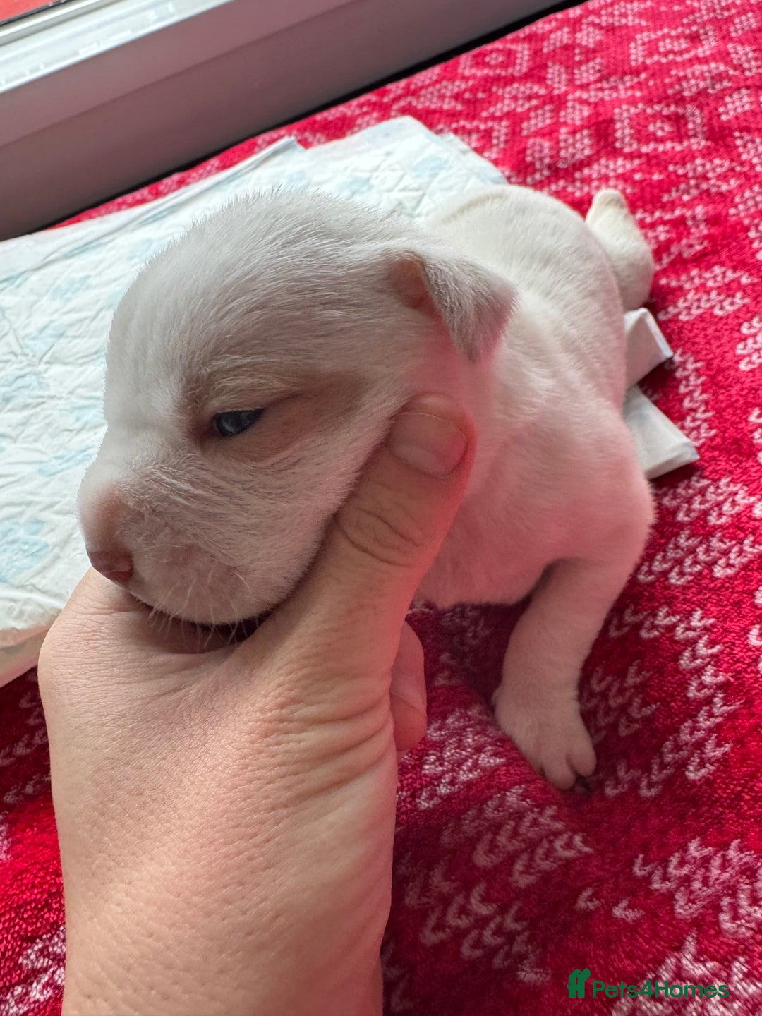 Mixed Breed dogs for sale: Staffy x shar pei female pups 3 - Image 2