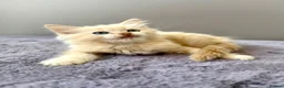 Ragdoll cats for sale: TICA registered cherubim ragdoll kittens - Advert 16