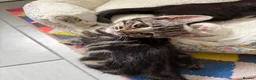 Mixed Breed cats for sale: Available Now! 2 Kittens tabby stripe tuxedo cats  - Advert 13