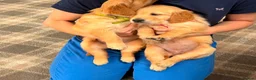 Golden Retriever dogs for sale: Golden Retriever puppies - Advert 11