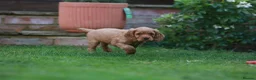 Cocker Spaniel dogs for sale: Gorgeous Working Cocker Spaniel Pups  - Advert 28