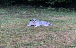Australian Shepherd dogs for sale: Misty - Image 1