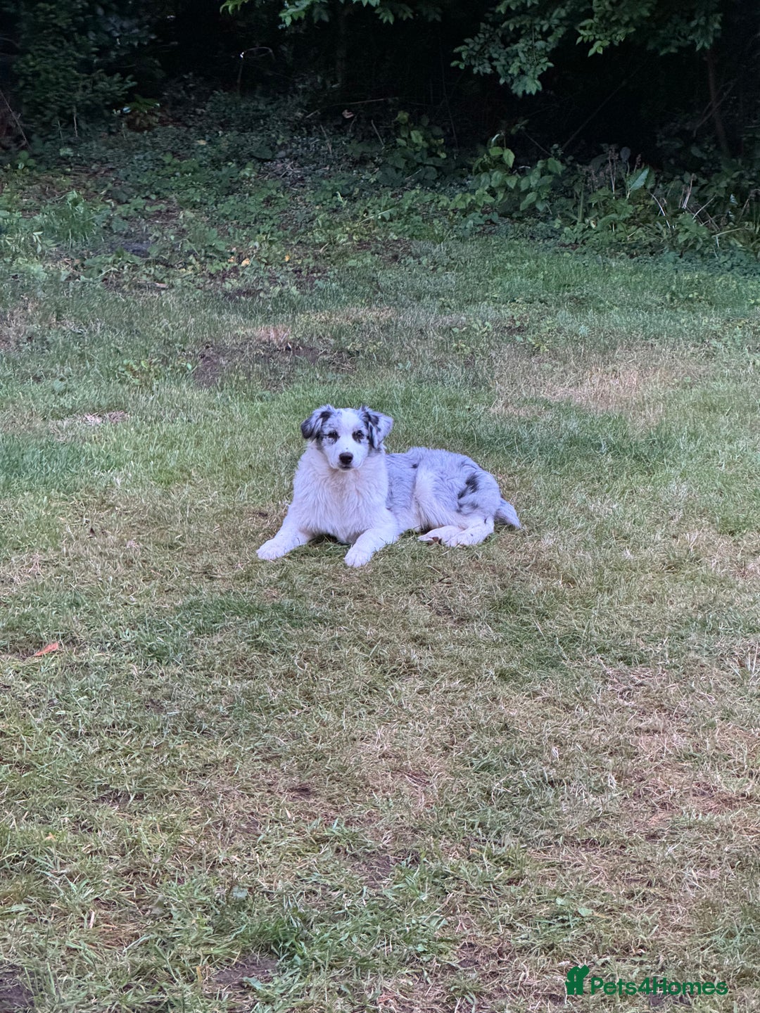 Australian Shepherd dogs for sale: Misty - Image 1