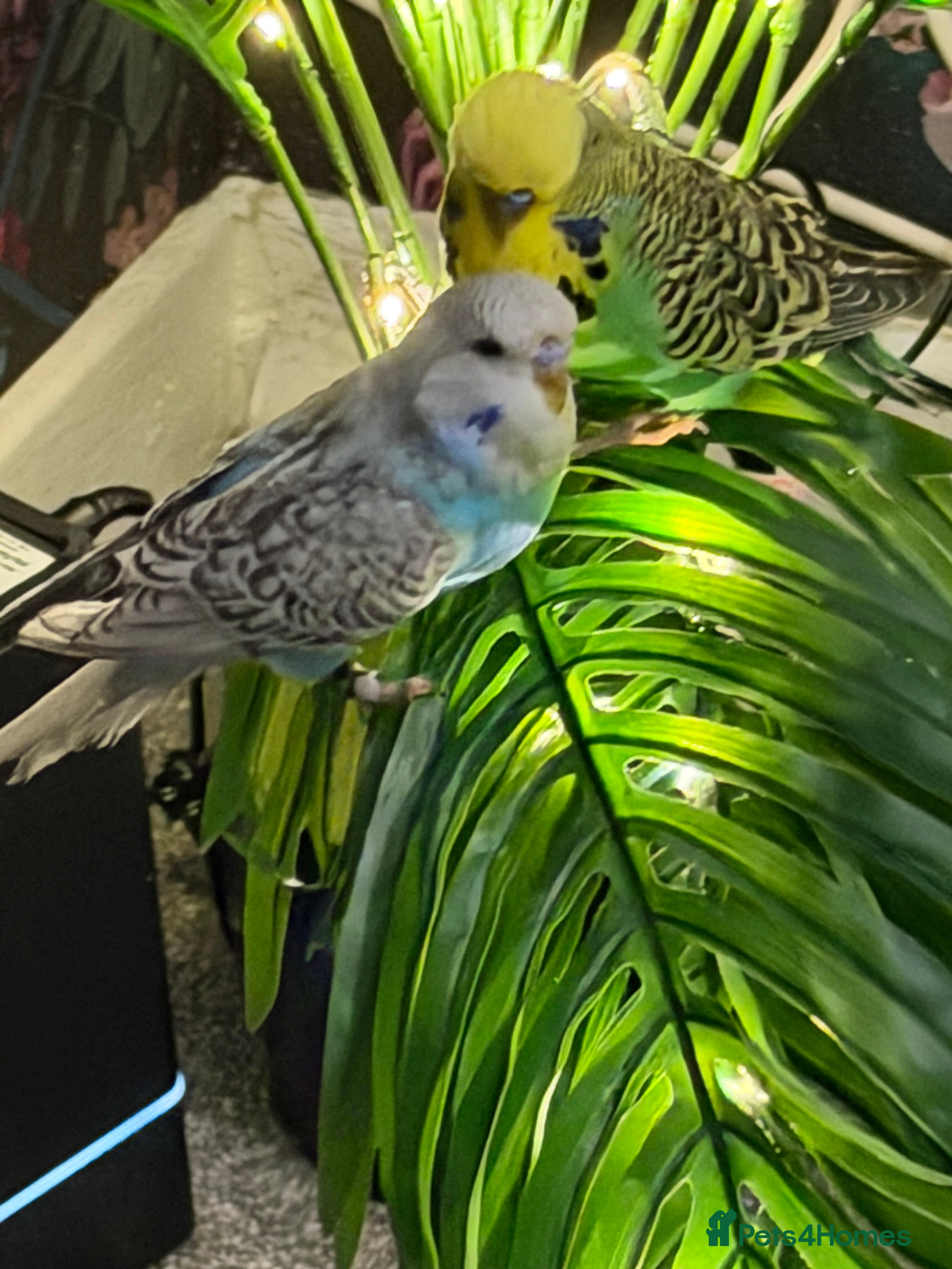 Budgerigars birds Budgies with cage toys and food  - Advert 2