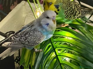 Budgerigars birds Budgies with cage toys and food also fish tank - Advert 5