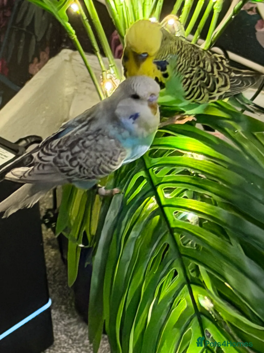 Budgerigars birds for sale: Budgies with cage toys and food also fish tank  - Advert 1