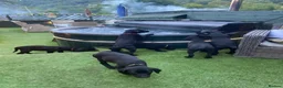 Labrador Retriever dogs for sale: DRAKESHEAD LABRADOR RETRIEVER - Advert 9