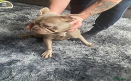 French Bulldog dogs for sale: French bulldog puppy  - Image 1