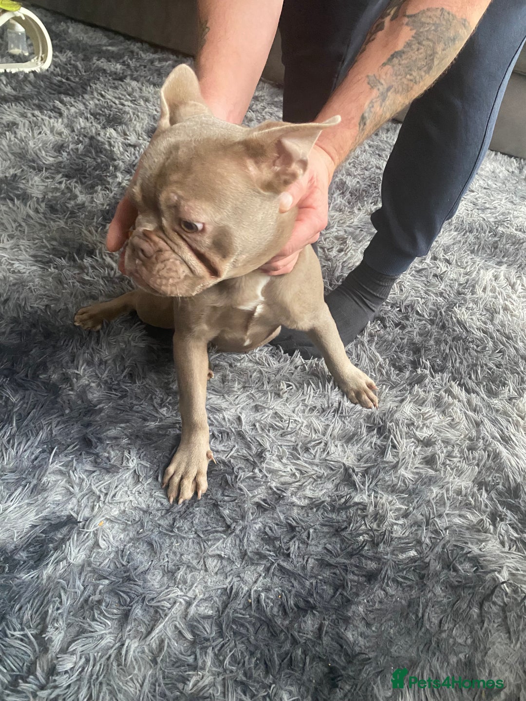 French Bulldog dogs for sale: French bulldog puppy  - Image 1