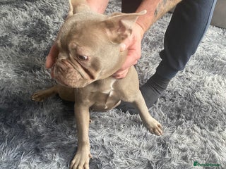 French Bulldog dogs - Advert 18