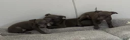 Italian Greyhound dogs for sale: BEAUTIFUL ITALIAN GREYHOUND PUPPIES  - Advert 16