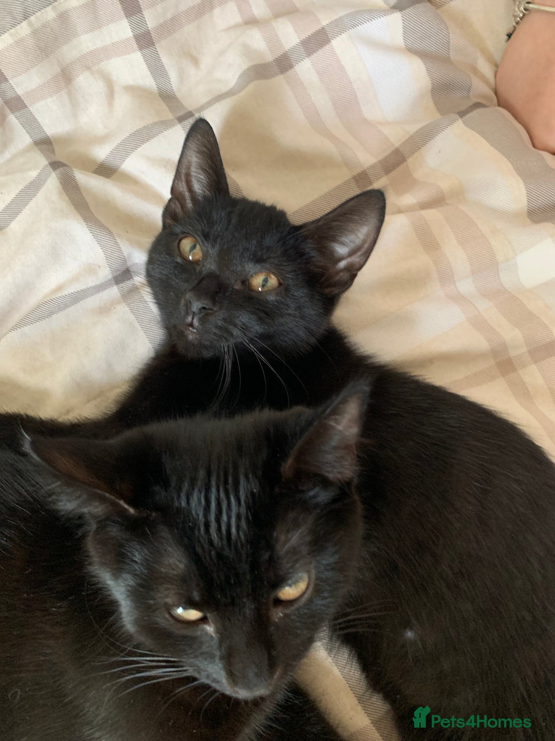 Bombay cats for sale: cats  - Image 9