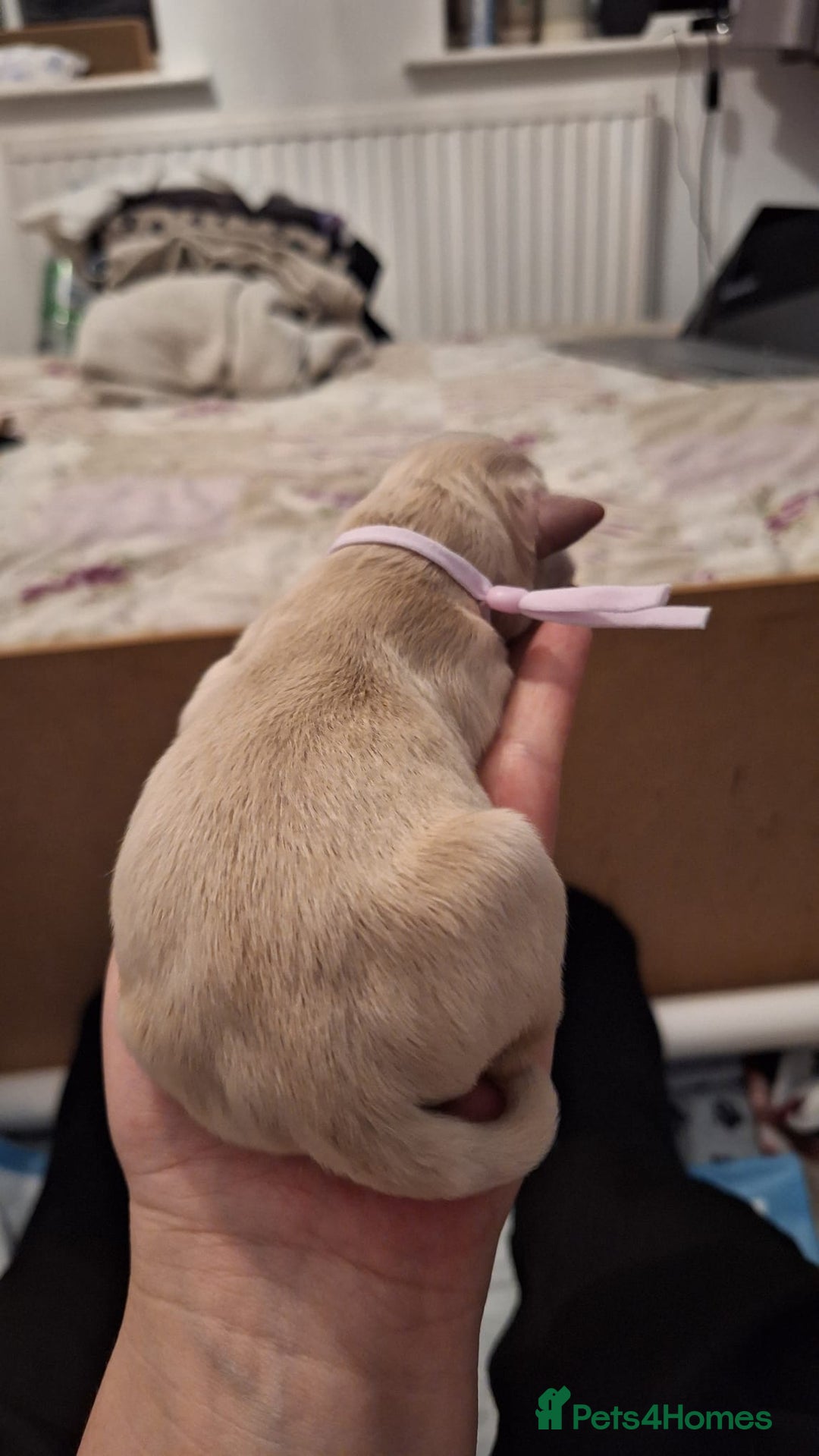 Golden Retriever dogs for sale: European bloodline GR puppies  - Advert 25