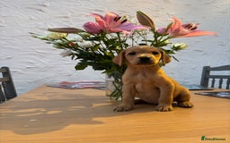 Labrador Retriever dogs for sale: Labrador puppies from working lines - Image 4