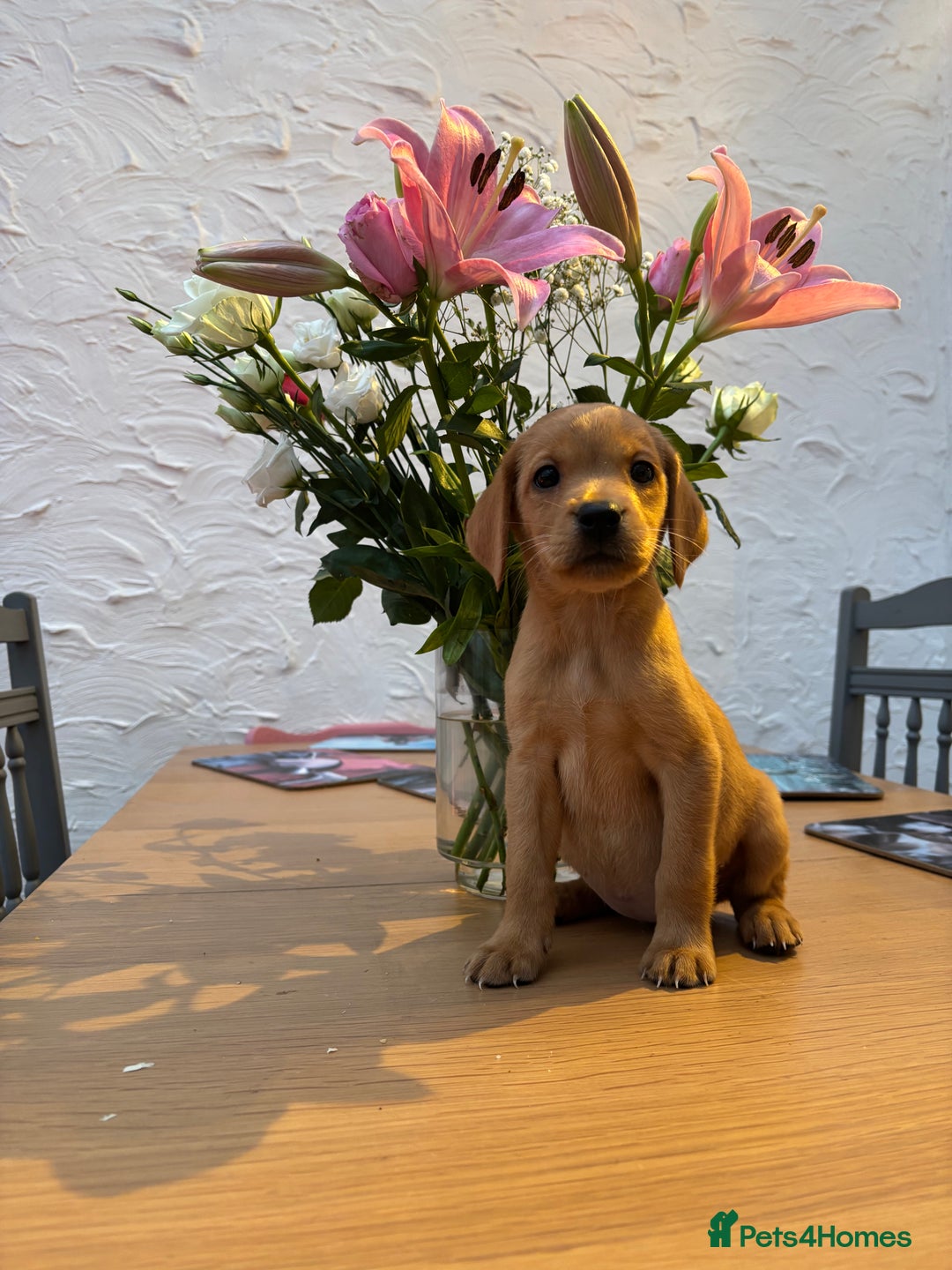 Labrador Retriever dogs for sale: Labrador puppies from working lines - Image 4