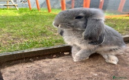 French Lop rabbits for sale: Bonded female French lops - Image 6