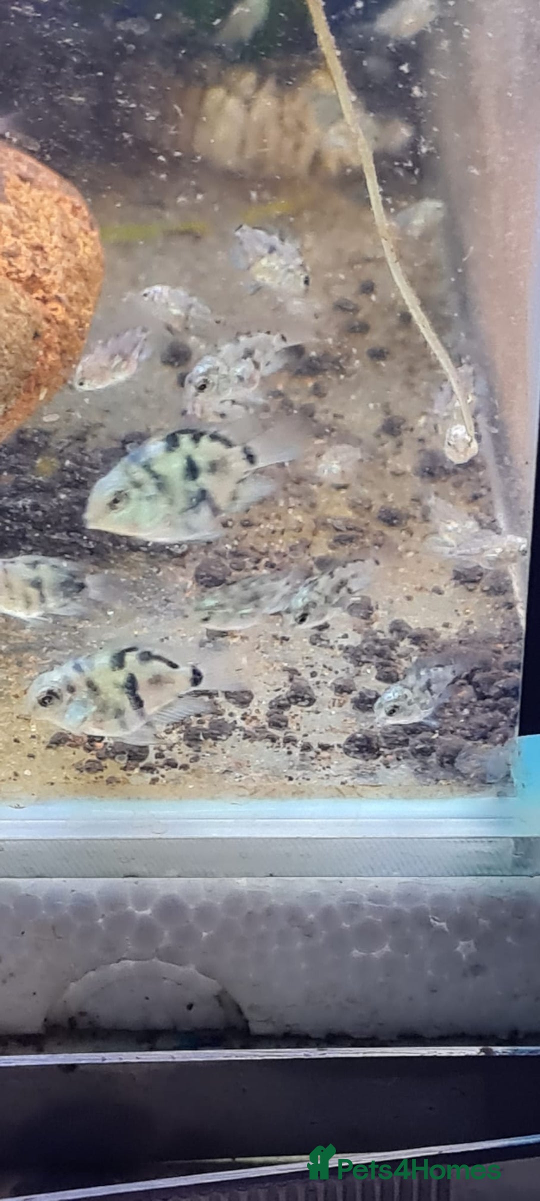 Cichlids fish for sale: Platinum polar parrot babies and true blues  - Advert 4