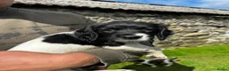 English Springer Spaniel dogs for sale: Black and white springer spaniel Bitches  in Cleator Moor - Advert 1
