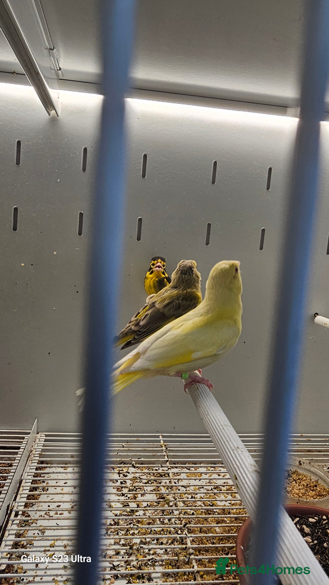 Canaries birds for sale: Irish fancy canary  - Image 15