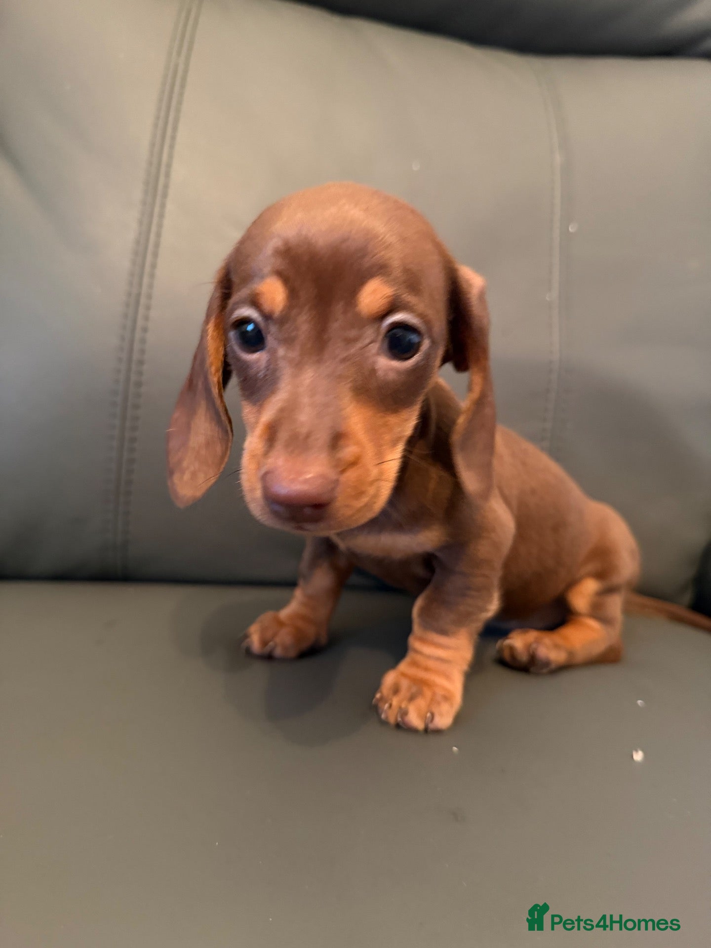 Miniature Dachshund dogs MINIATURE DACHSHUND PUPS - Advert 2