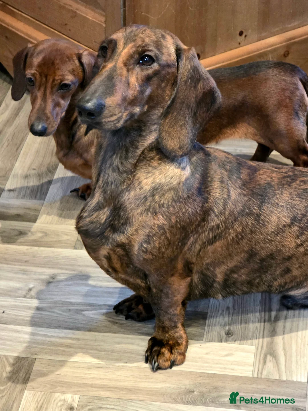 Dachshund dogs for stud: Standard dachshund  - Advert 17