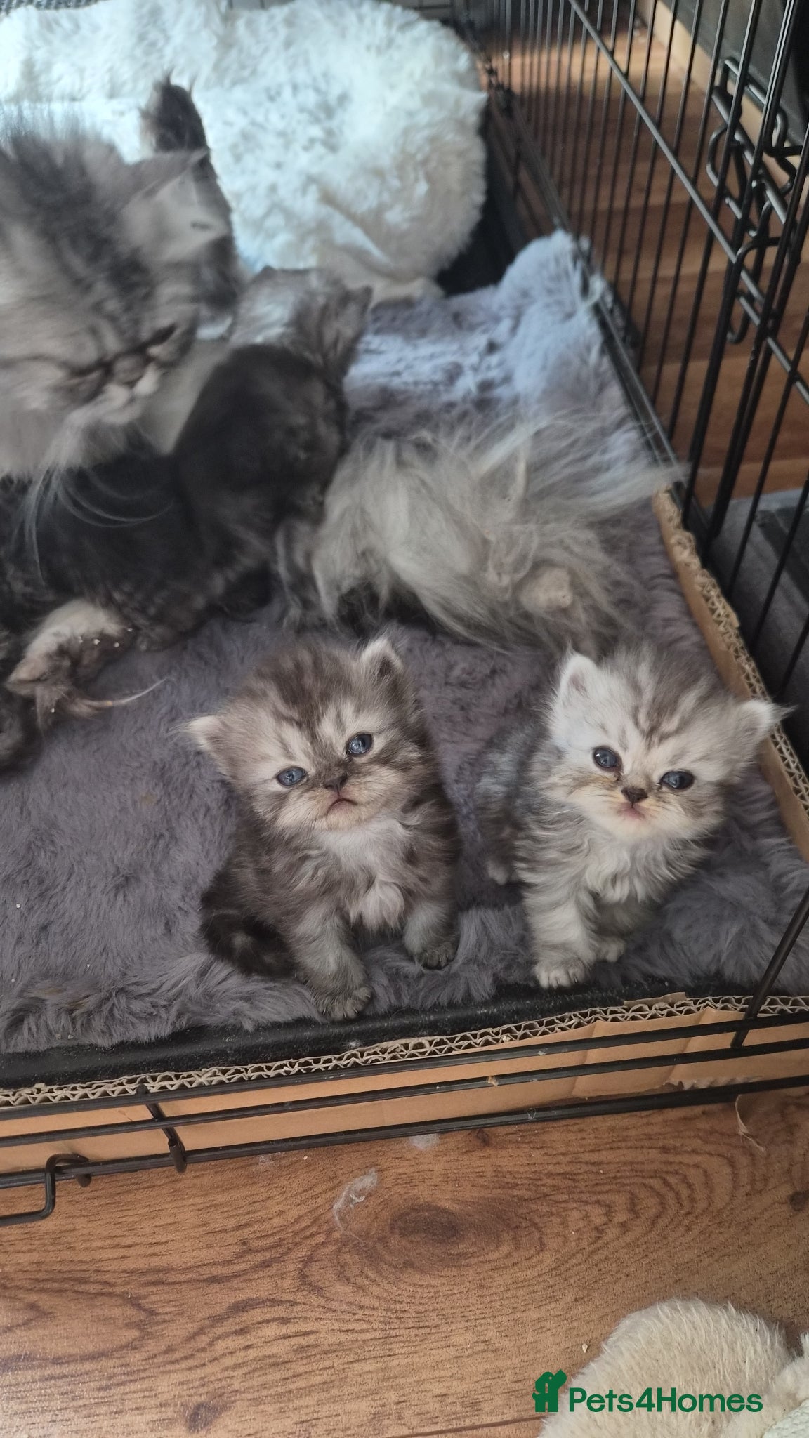 Persian cats Beautiful Persian chinchilla kittens 5 wks - Advert 4