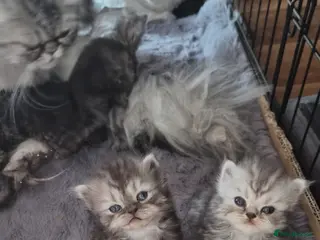 Persian cats Beautiful Persian chinchilla kittens 5 wks - Advert 11
