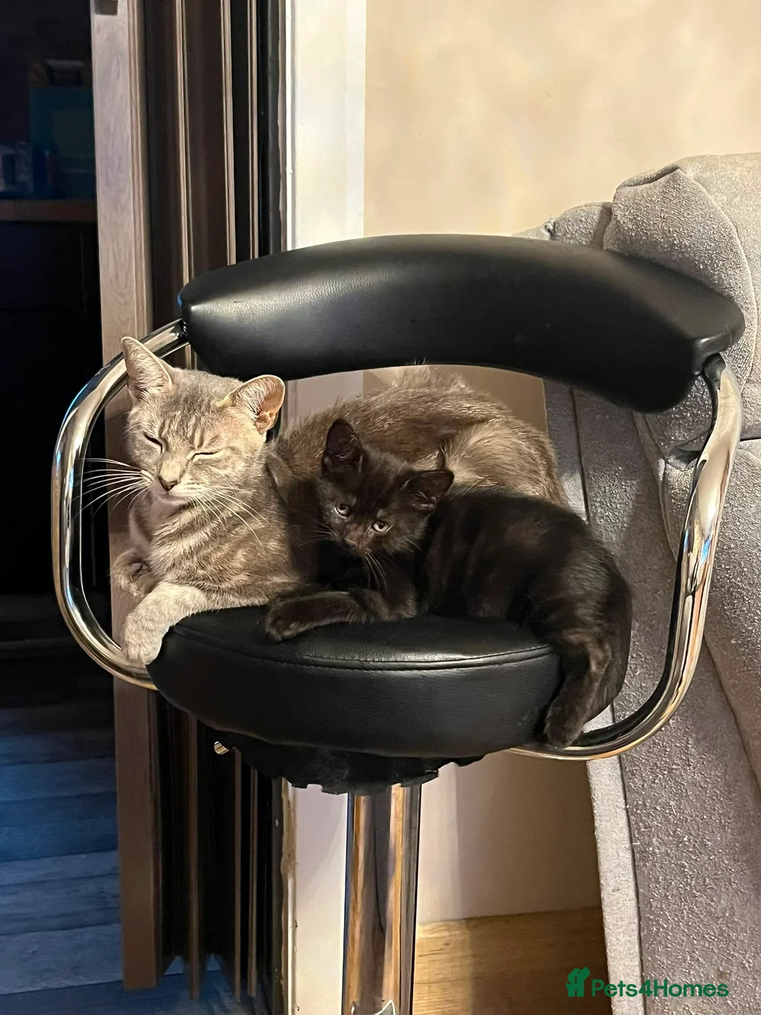 Mixed Breed cats for sale: Kittens for sale ready now  in Newcastle upon Tyne - Advert 2