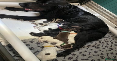 Cocker Spaniel dogs - Advert 6