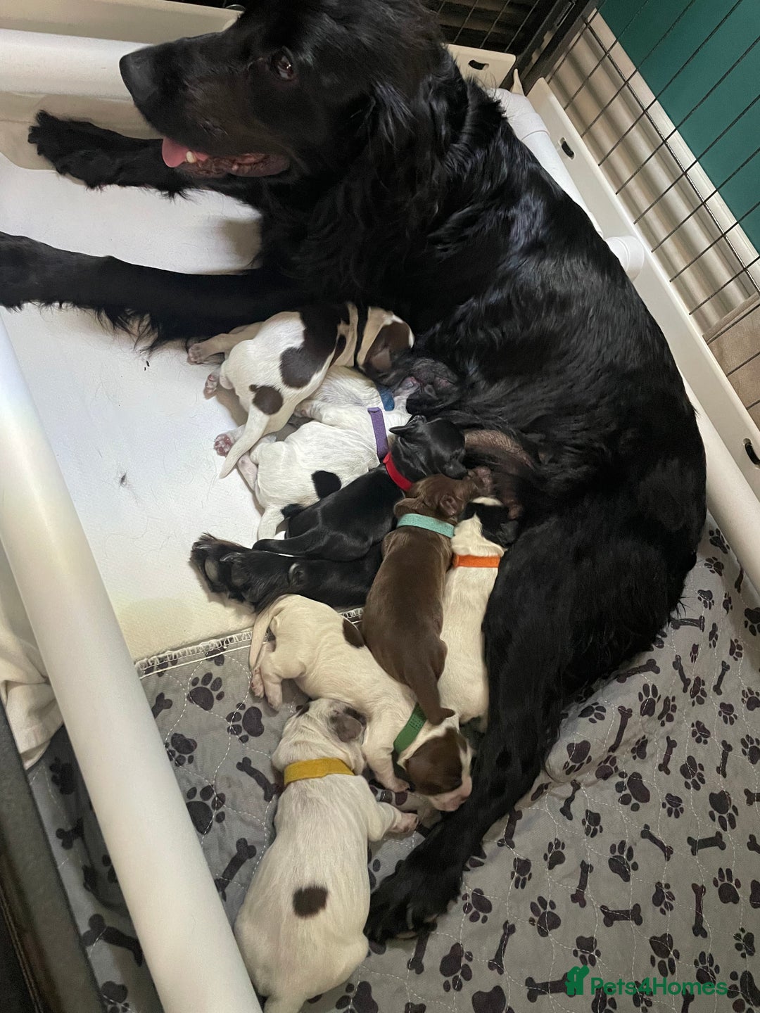 Cocker Spaniel dogs for sale: Stunning Blue/Liver Roan Cocker Spaniels Puppies  - Image 2