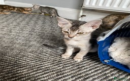 Chausie cats for sale: Savannah x Chausies - Image 21