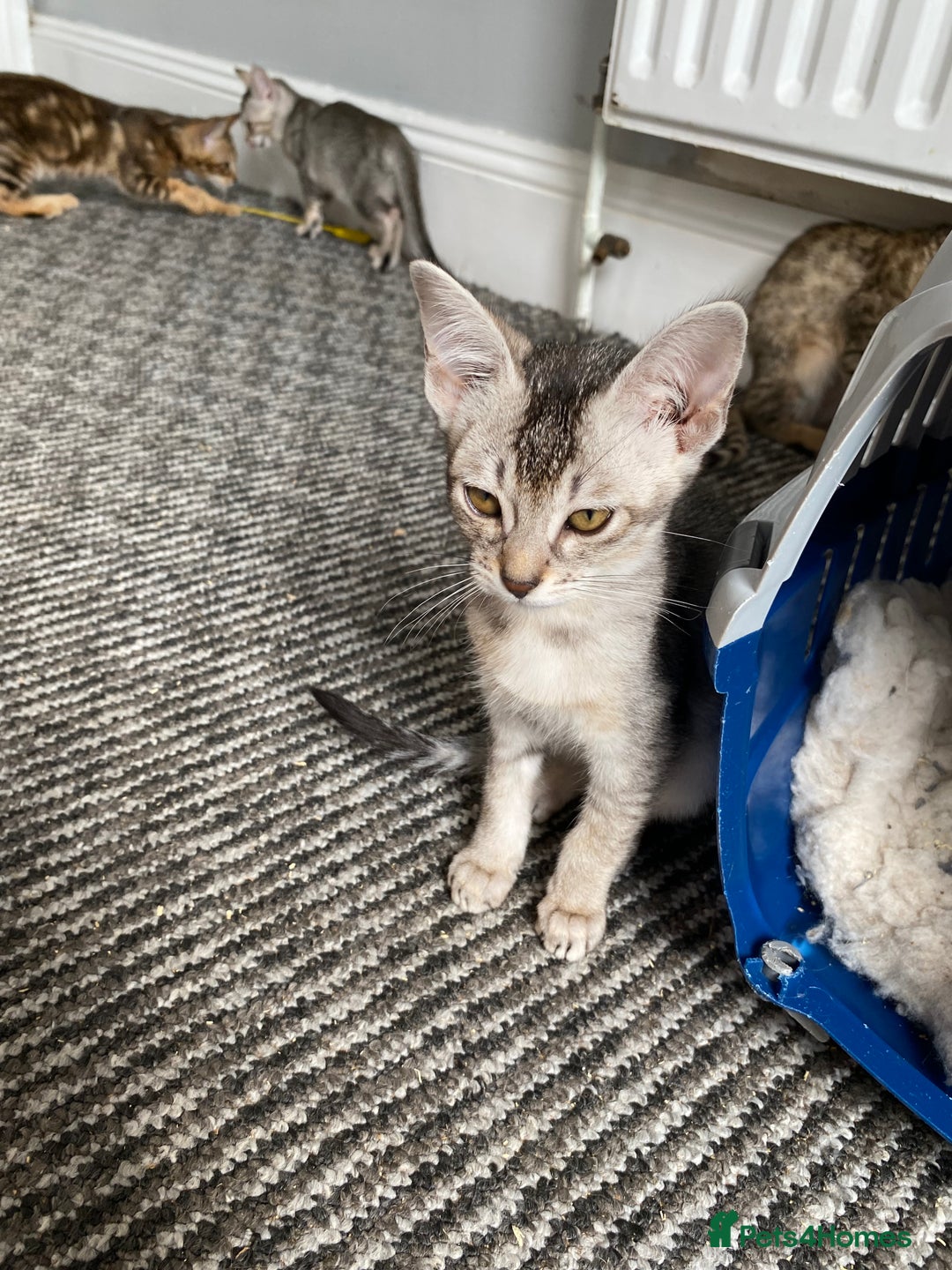 Chausie cats for sale: Savannah x Chausies - Image 21