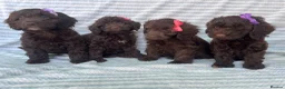 Cockapoo dogs for sale: CHOCOLATE COCKAPOOS GIRLS/BOYS PUPPYS PRA CLEAR - Advert 10