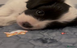 Papillon dogs for sale: Beautiful KC registered papillon puppies for sale - Image 21