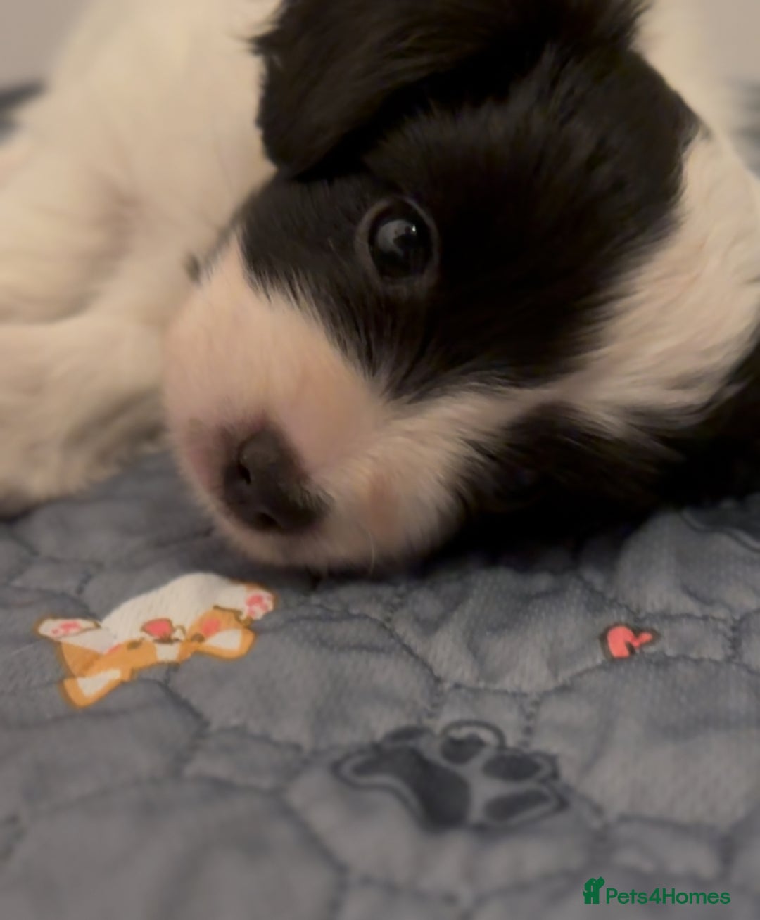 Papillon dogs for sale: Beautiful KC registered papillon puppies for sale - Image 21