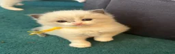 Ragdoll cats for sale: 4 beautiful ragdoll kittens  - Advert 6