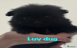 Pomeranian dogs for sale: 6 Pomeranian cherubs - Image 9
